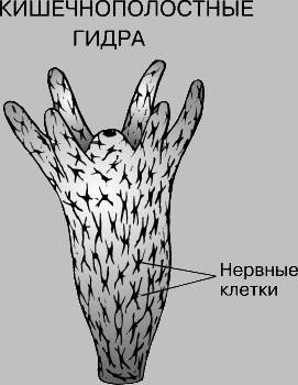 Кракен без тор